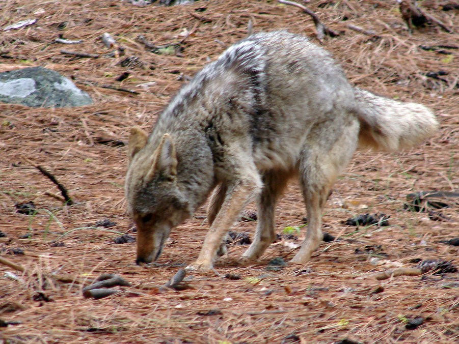 FAUNE 4 (17).JPG